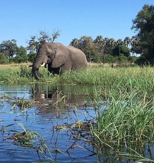 Spot olifanten in de Okavango Delta, Botswana