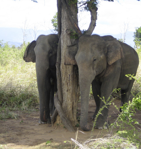Olifanten in Udawalawe, Sri Lanka