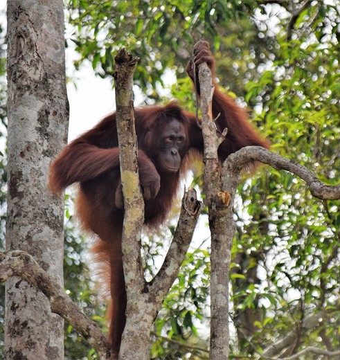 Orang-oetans in het wild spotten op Kalimantan, Indonesisch Borneo