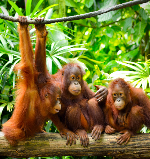 Drie orang-oetans in de jungle van Borneo