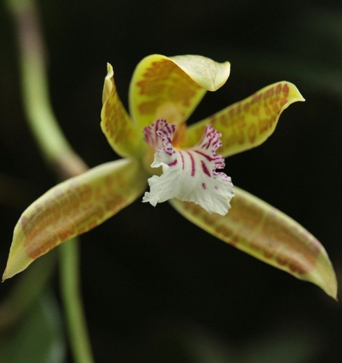 Orchidee in Phou Khao Khouay Natural Park, Laos