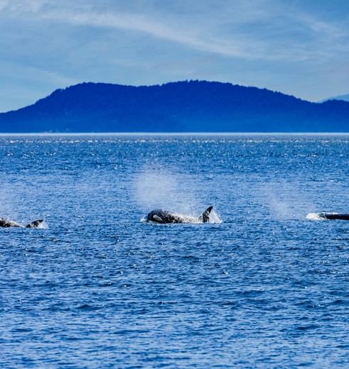 Orka's spotten in de Puget Sound, Amerika
