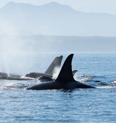 Orka spotten in Canada