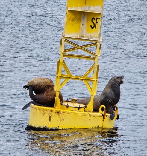 Zeeleeuwen op een boei in de Puget Sound, Amerika