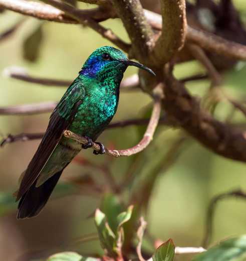 Kolibrie in de jungle van Boquete - Panama