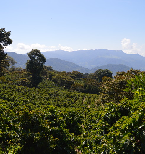 cfe24b4b-d420-42ab-8d3a-4053309aba32