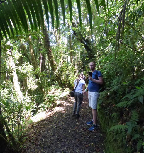 Vogels spotten in de jungle van Boquete - Panama