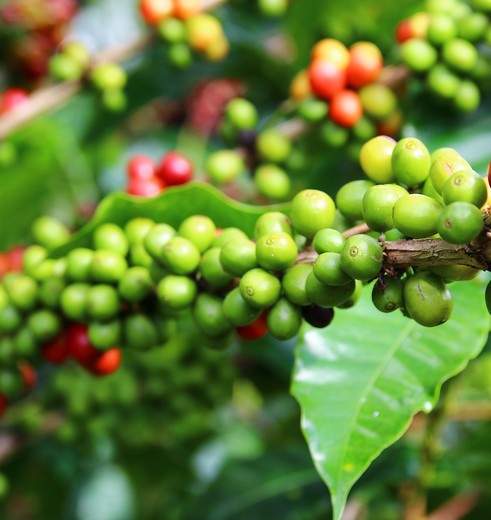 Koffiebessen voor Panamese koffie