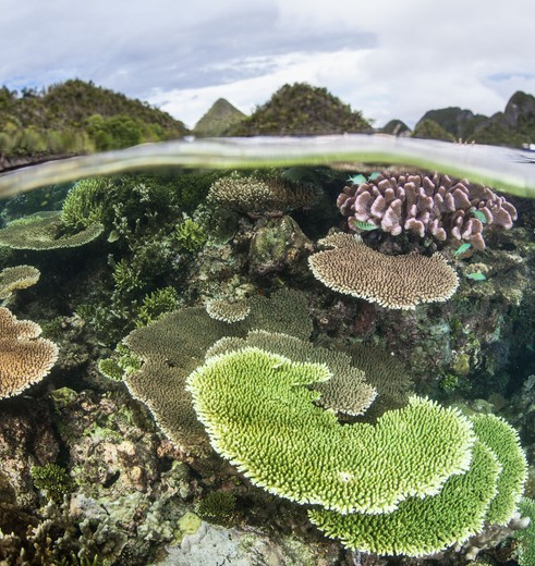 Papua-Raja-Ampat-Koraal_1_136944