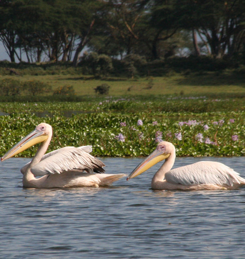 Pelikanen in Lake Nakuru, Kenia