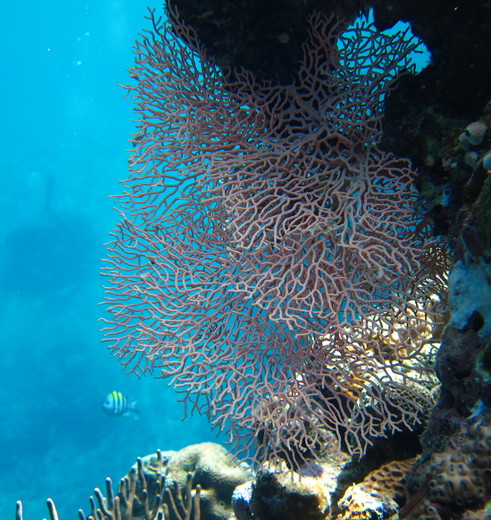 Pemuteran-Menjangan-Koraal_3_362022