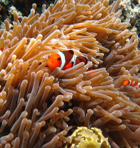 Nemo vissen bij Mengjangan bij Bali