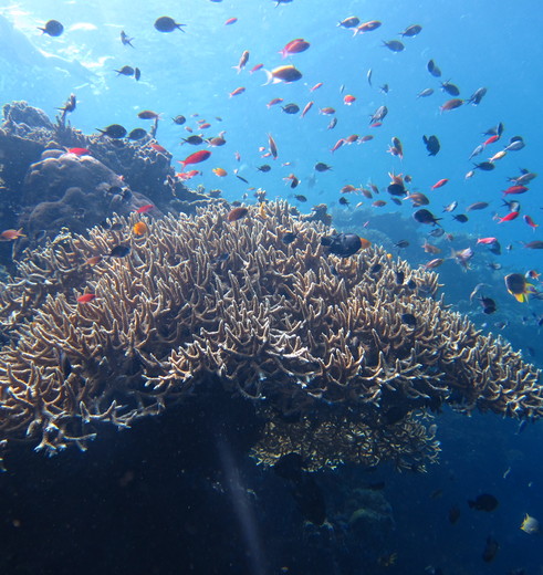 Pemuteran-Menjangan-Vissen_3_362061