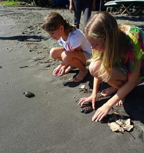 Schildpadjes uitzetten bij de opvang in Pemuteran, Bali, Indonesie