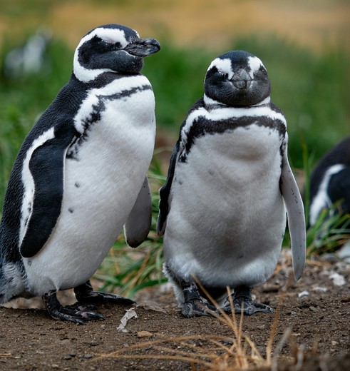 Spot pinguïns bij Punta Tombo in Argentinië