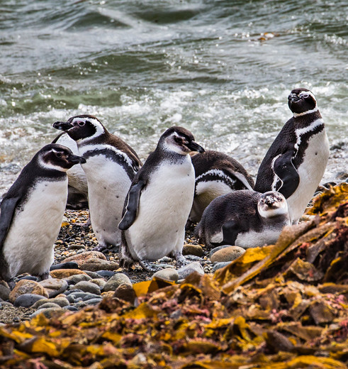 Pinguïns spotten in Zuid-Chili