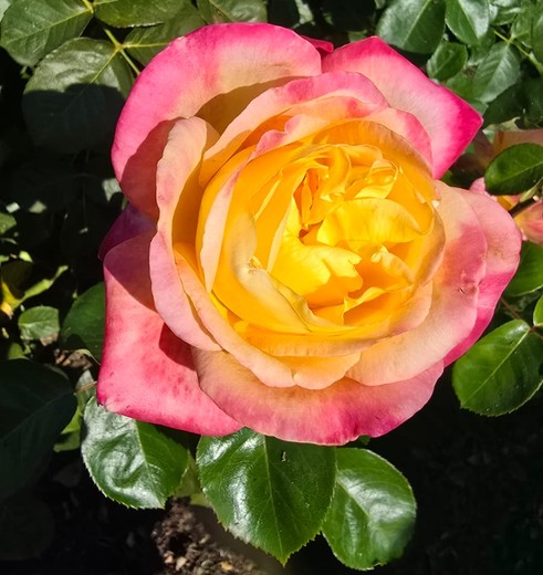 International Rose Test Garden, Portland