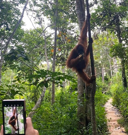 Poserende oerang oetan in Bukit Lawang, Sumatra