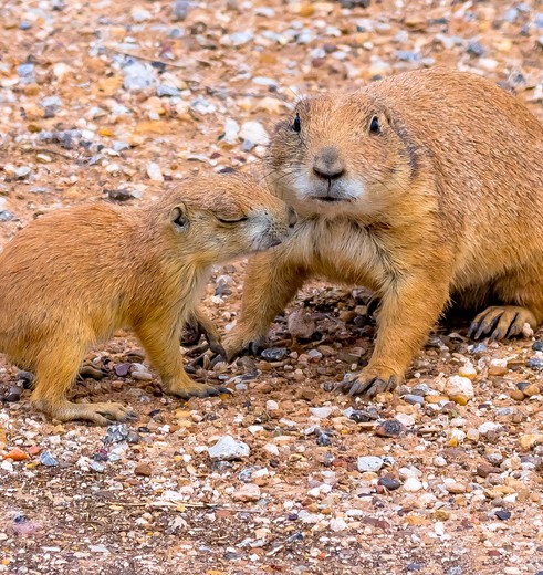 Er leeft een hele kolonie prairiedogs nabij Amarillo, Texas, Amerika