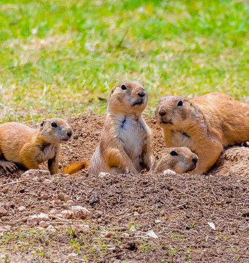 Prairiedog in Texas, Amerika