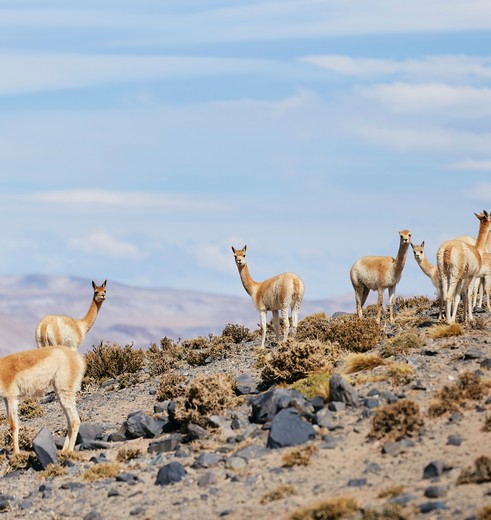 Vicunas tijdens roadtrip Puna, Argentinië