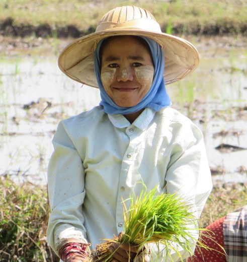 Pyay-rijst-vrouw(8)