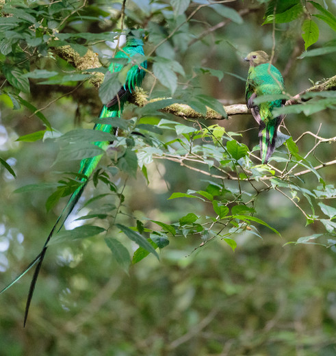 Quetzal-2-Monteverde(6)