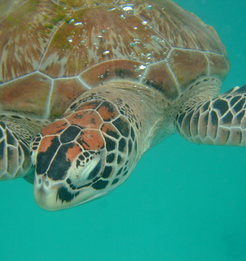 Redang-onderwaterwereld-3_1_379491