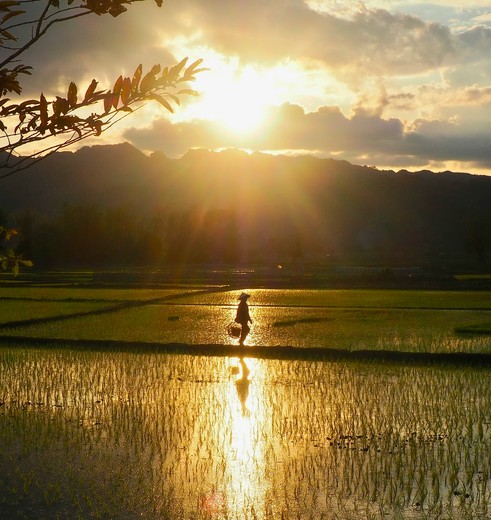 Rijstveld in Laos