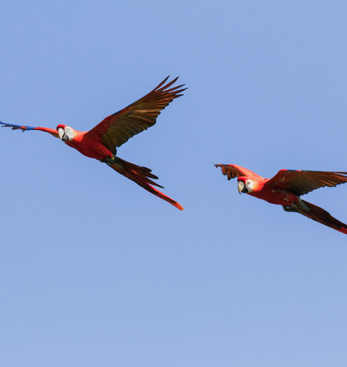 Rode-ara-vliegen-Bolivia_1_352884