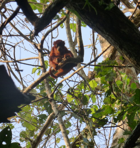 Rode-brulaap-tussen-de-takken-Madidi-NP-Bolivia