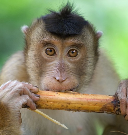 Sabah-Bamboe-etende-Macaque(8)
