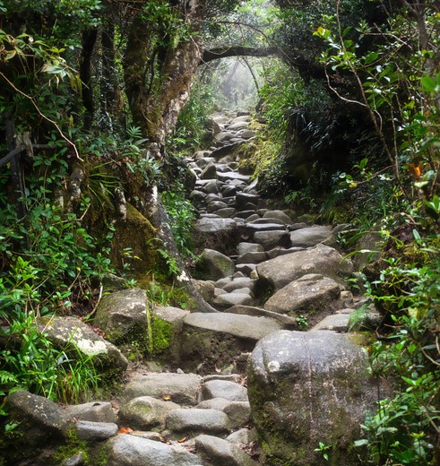 Sabah-MountKinabalu-trail-from-rocks-in-jungle(8)