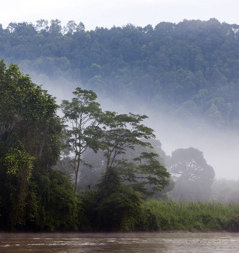 Sabah-SukauNP-misty-Kinabatanganriver