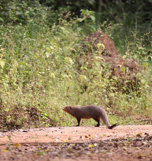 Een mangoeste in Bundala National Park, Sri Lanka