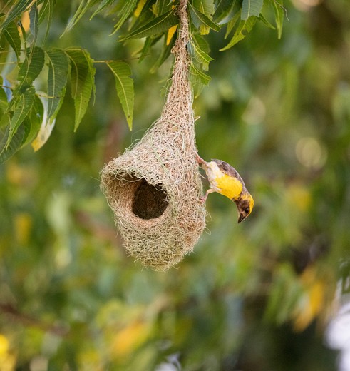 De baya-wever vogel bij zijn nest in Bundala National Park, Sri Lanka