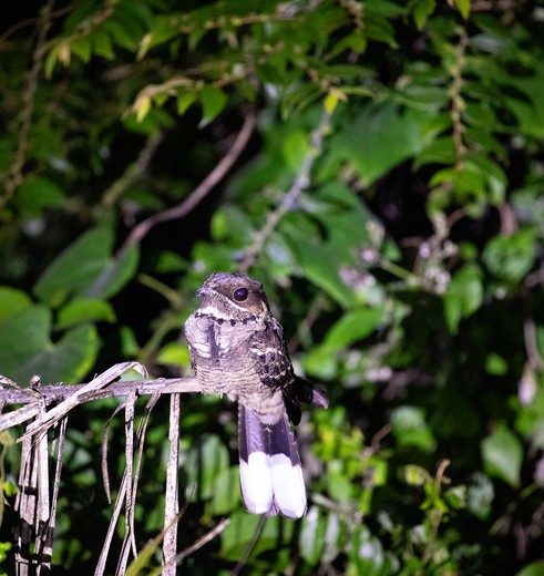 Dieren tijdens de nachtsafari bij Habarana