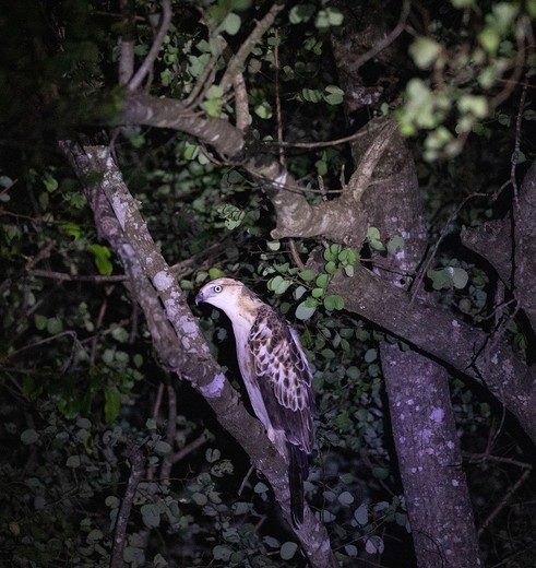 Dieren tijdens de nachtsafari bij Habarana