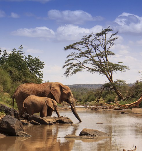 Drinkende olifanten in Samburu, Kenia