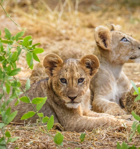 Leeuwen spotten in Samburu NP, Kenia