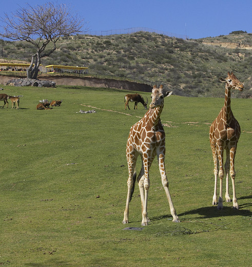 San-Diego-Zoo-Safari-Park-2