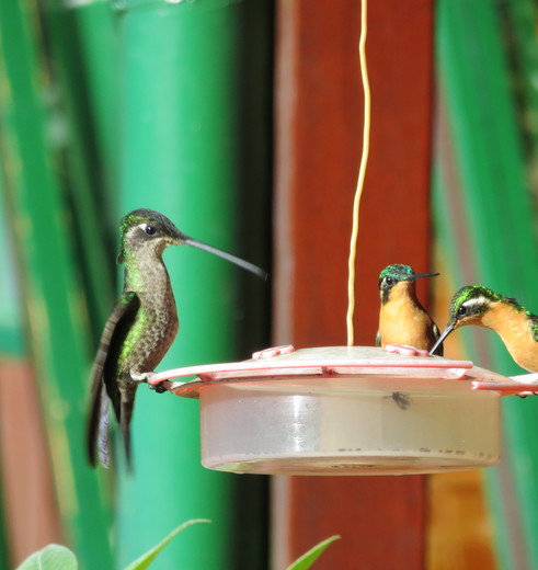 San-Gerardo-de-Dota-kolibrie-3(3)