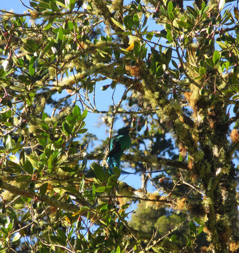 Quetzal in San Gerardo de Dota