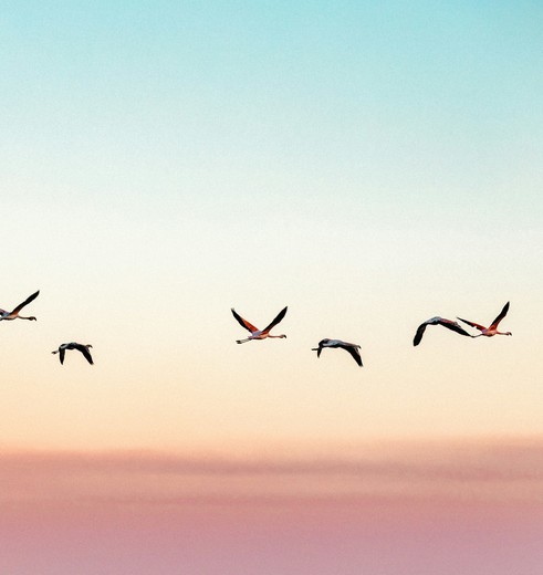 Flamingo's in San Pedro de Atacama