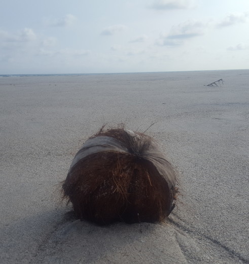 Santa-Teresa-Kokosnoot(14)