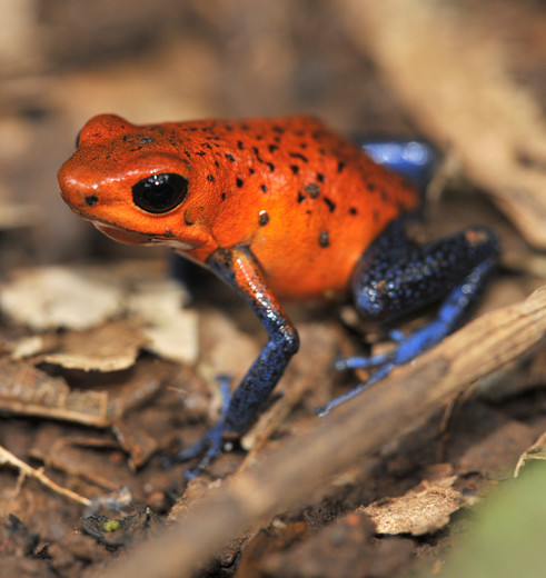 Sarapiqui-1-kikker_1_334145