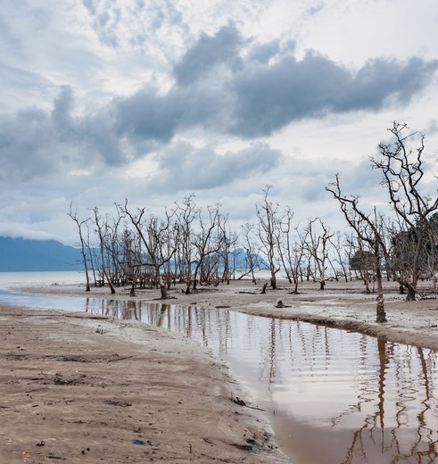 Sarawak-BakoNP-deadtrees10(8)