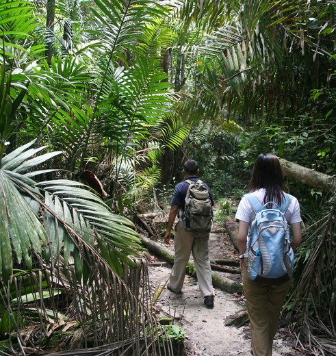 Maleisie-MaleisischBorneo-Sarawak-BakoNationalPark-jungletrekking shutterstock_2312066(8)