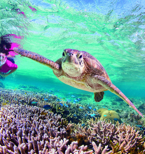 Snorkelen op het Great Barier Reef