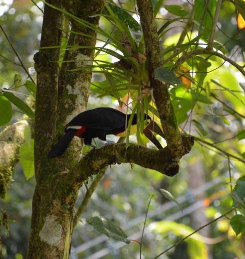 Selva-Verde-Lodge-Birdwatching-tour-27(7)